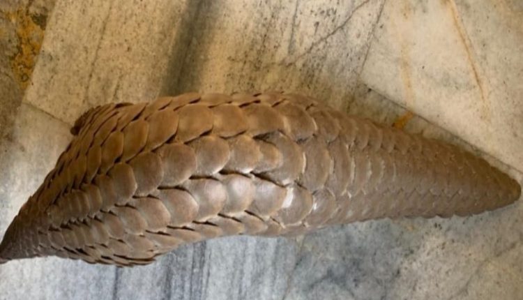 Live pangolin rescued in Bargarh, 1 arrested