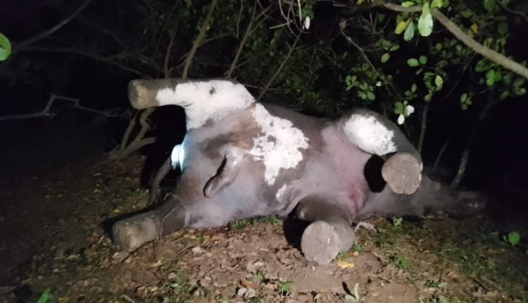 Elephant Carcass with Missing Tusk Discovered in Ganjam