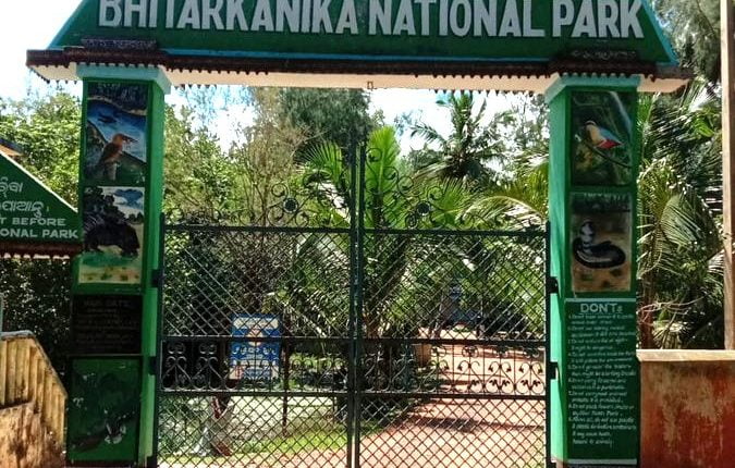 Record hatching of saltwater crocodiles in Odisha's Bhitarkanika