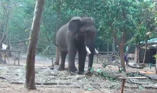 One killed, another injured in elephant attack in Khordha
