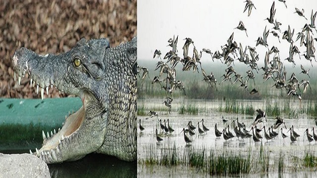 Bird census begins at Bhitarkanika National Park in Odisha