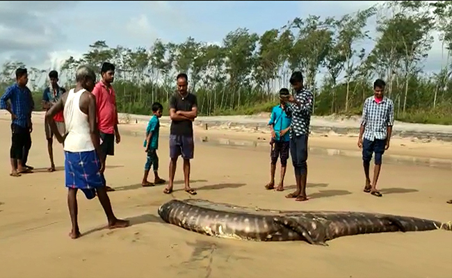 Body of a Whale shark recovered from Jagatsinghpur coast