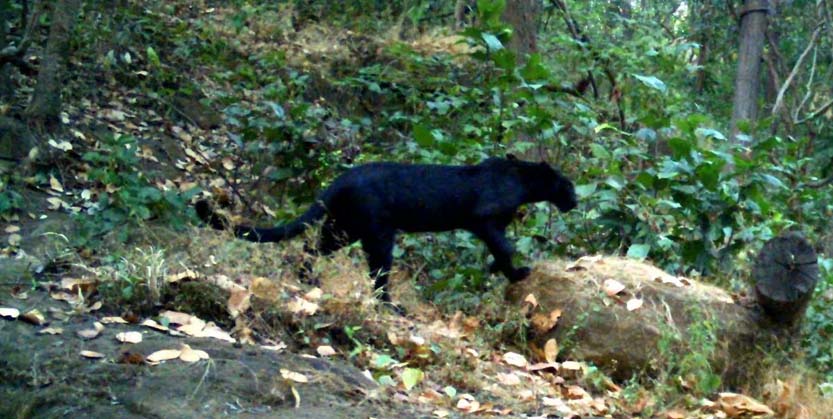 ହେମଗିର ଗର୍ଜନପାହାଡ଼ରେ ପୁଣି ୨ ବିରଳ କଳା ବାଘ!