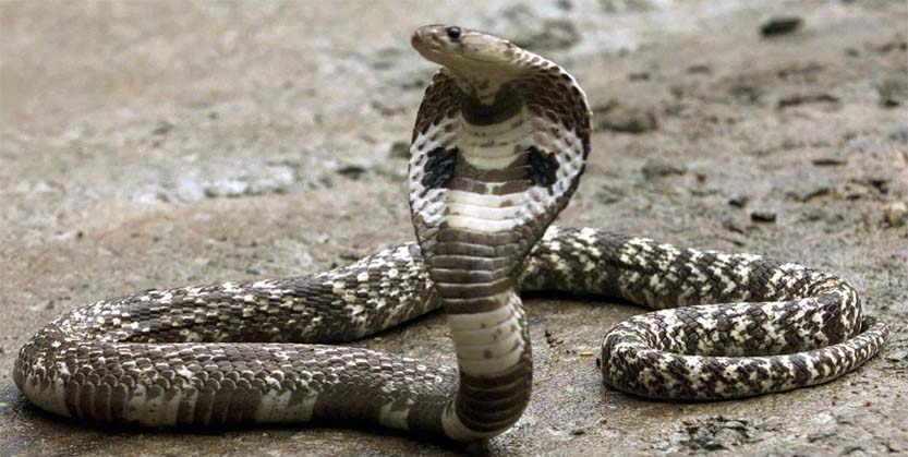 ସାପ କାମୁଡ଼ାରେ ୨ ଭଉଣୀ ମୃତ