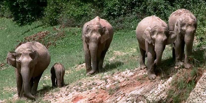 କାଦୁଅରେ ଫସି ହାତୀ ଛୁଆ ମୃତ