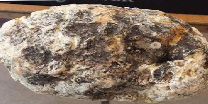 ଅବିଶ୍ୱାସ ହେଲେ ବି ସତ : ମାଛ ବାନ୍ତିର ମୂଲ୍ୟ ୨୫ କୋଟି