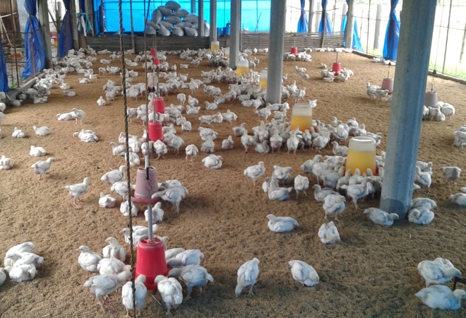 ଖୋର୍ଦ୍ଧାରେ କୁକୁଡା ମଡକ