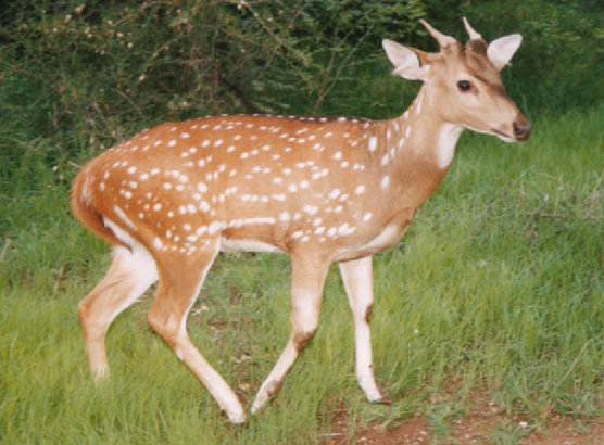  ହରିଣ ଖୋଜିବା ପାଇଁ ଲଗାଯିବ ଡ୍ରୋନ କ୍ୟାମେରା 