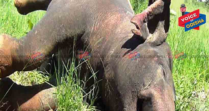 କର୍ଲାପାଟରେ ପୁଣି ଏକ ହାତୀର ମୃତ୍ୟୁ 