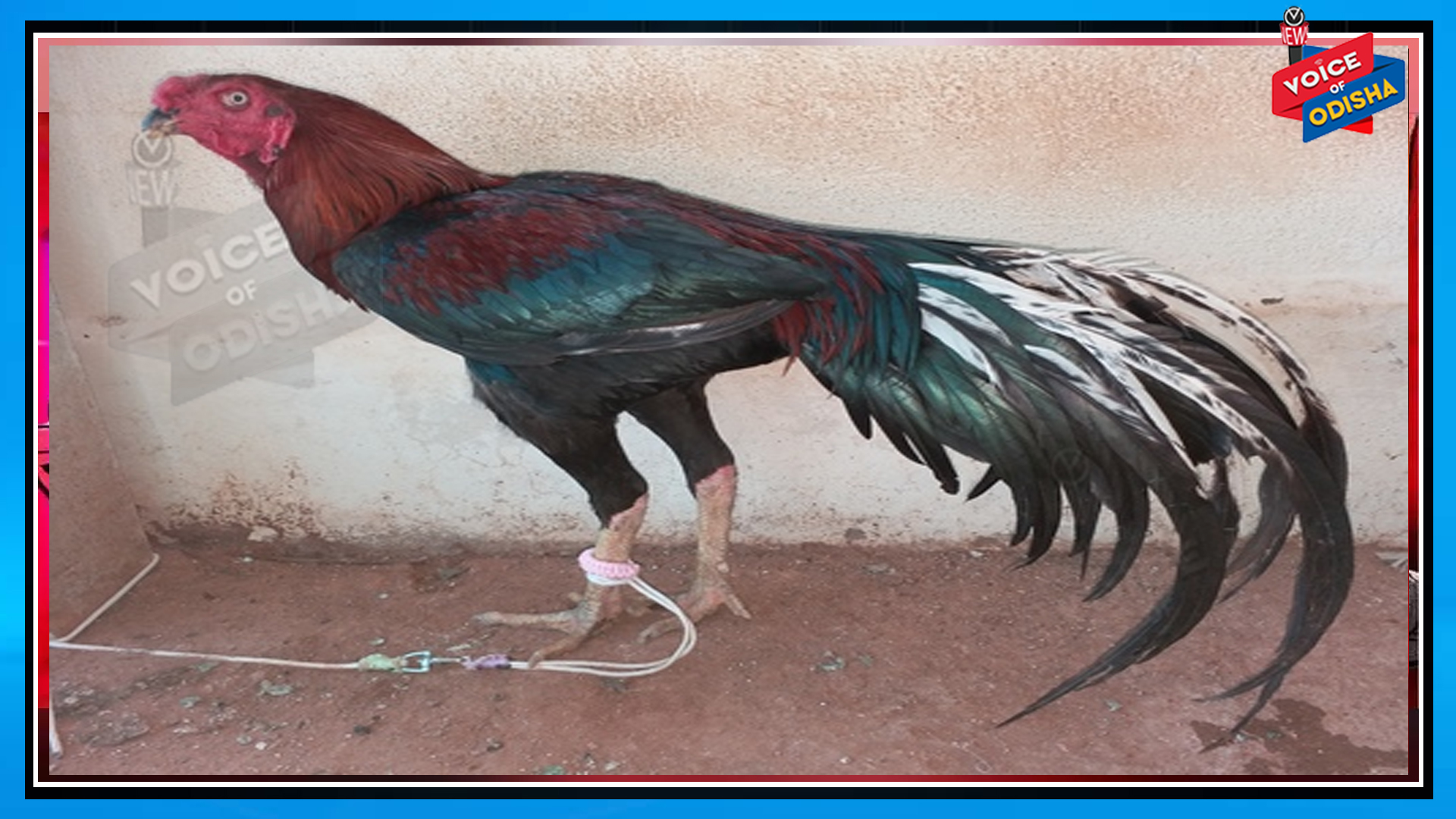 ଲଢେ଼ଇ ପାଇଁ ପ୍ରସ୍ତୁତ ହେଉଥିବା ଗୋଟିଏ ଗଞ୍ଜା ନିଜ ମାଲିକକୁ ହତ୍ୟା କରିଛି : ଥାନାରେ ଅଟକ ରଖିଛି ପୁଲିସ