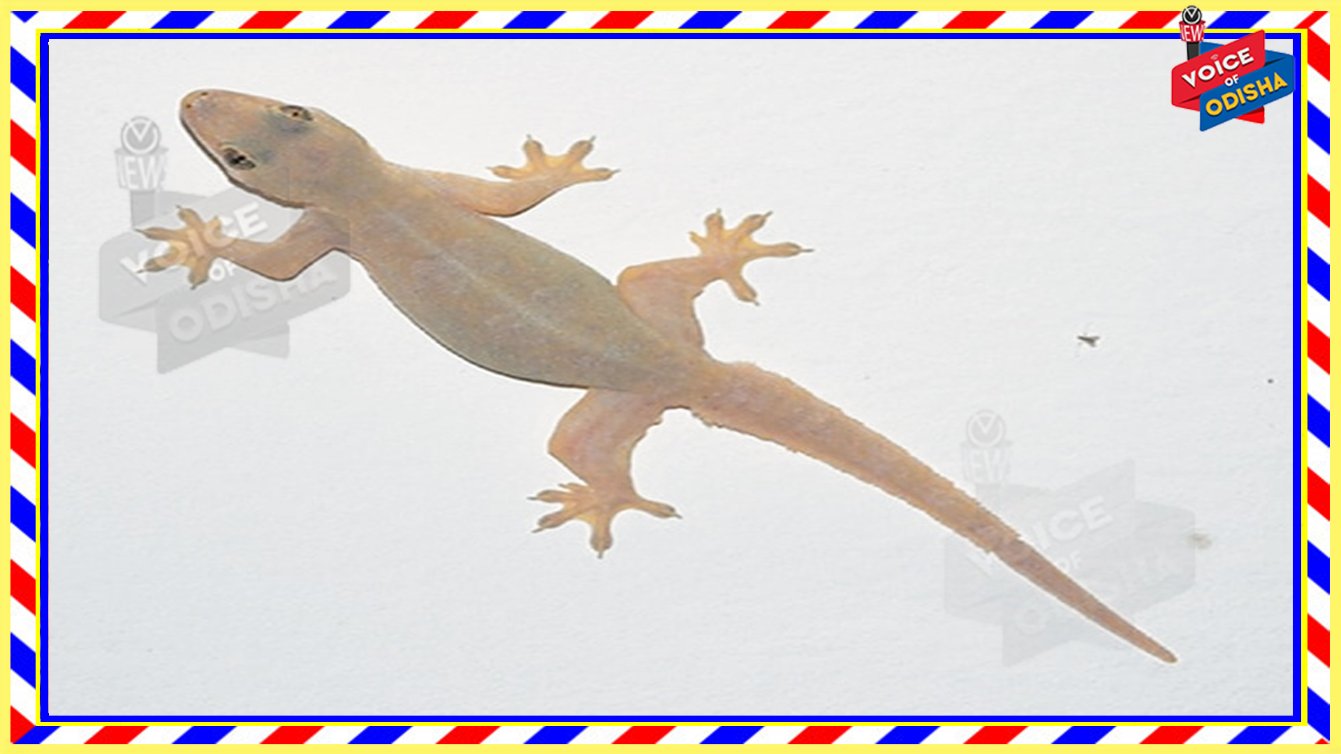 ଝିଟିପିଟି କାମୁଡିଲେ କରିବେ କ’ଣ ? ଜାଣନ୍ତୁ