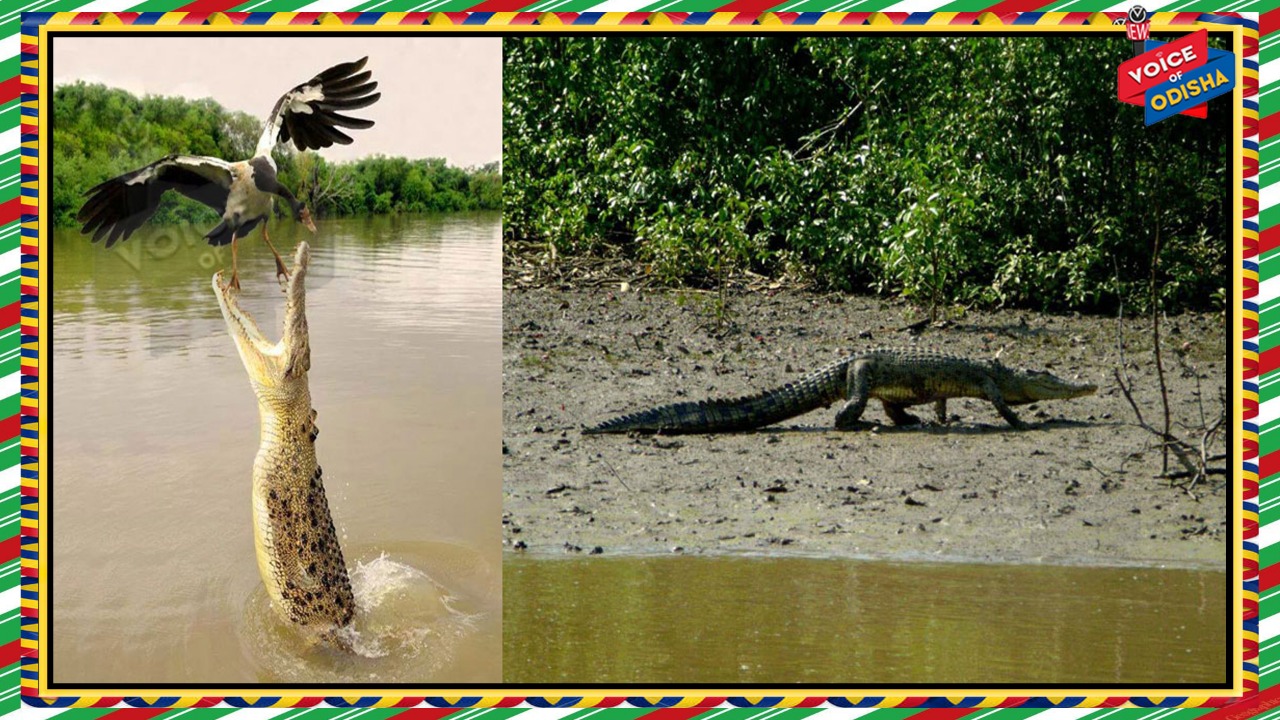 ଆଜିଠୁ ଜୁଲାଇ ୩୧ ତାରିଖ ୩ ମାସ ପାଇଁ ଭିତରକନିକା ପର୍ଯ୍ୟଟକଙ୍କ ପାଇଁ ବନ୍ଦ ରହିବ