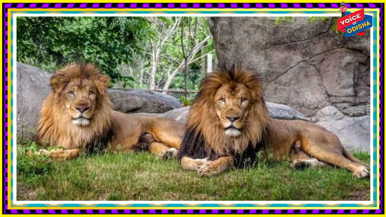 ନେହରୁ ପ୍ରାଣୀ ଉଦ୍ୟାନରେ ୮ଟି ସିଂହଙ୍କୁ କରୋନା