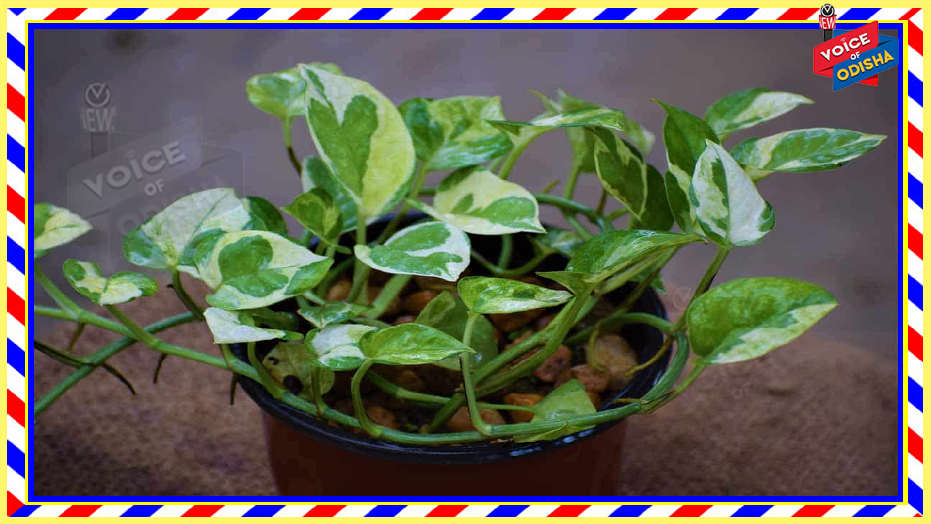 ଘରର କେଉଁ ଦିଗରେ ମନି ଫ୍ଲାଣ୍ଟ ଲଗାଇଲେ ବଢ଼ିବ ଧନ