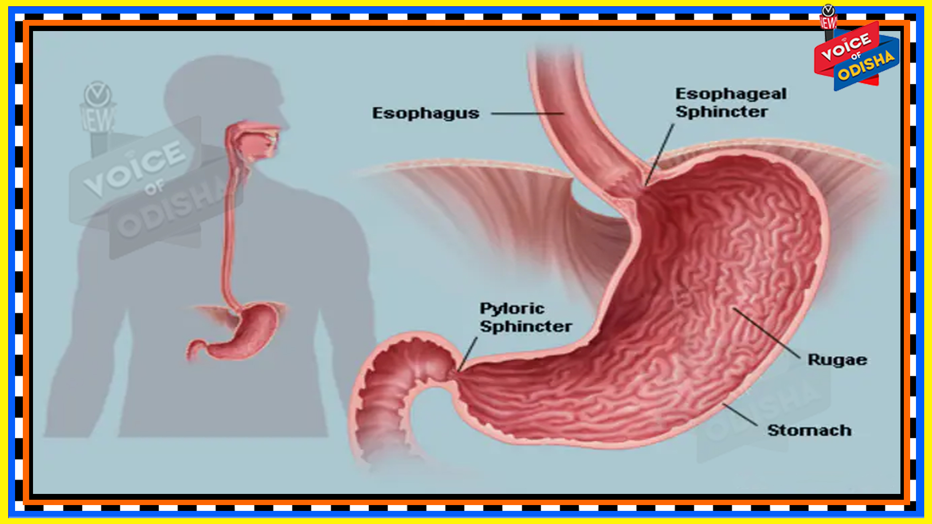 ହଜମ କ୍ଷମତା ବଢ଼ାଇବା ଉପାୟ