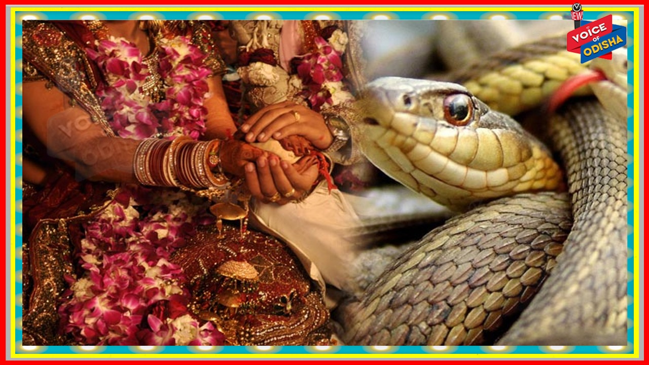 ଯୌତୁକରେ ବିଷଧର ସାପ ନମିଳିଲେ ବିବାହ ବାତିଲ, କେଉଁଠି ଜାଣନ୍ତୁ