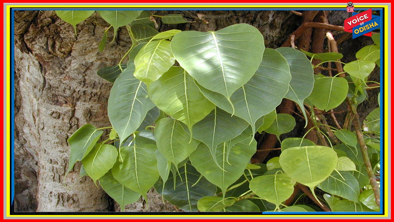 ଏହି ଗଛ ଦେଇଥାଏ ପ୍ରଚୁର ଅମ୍ଲଜାନ