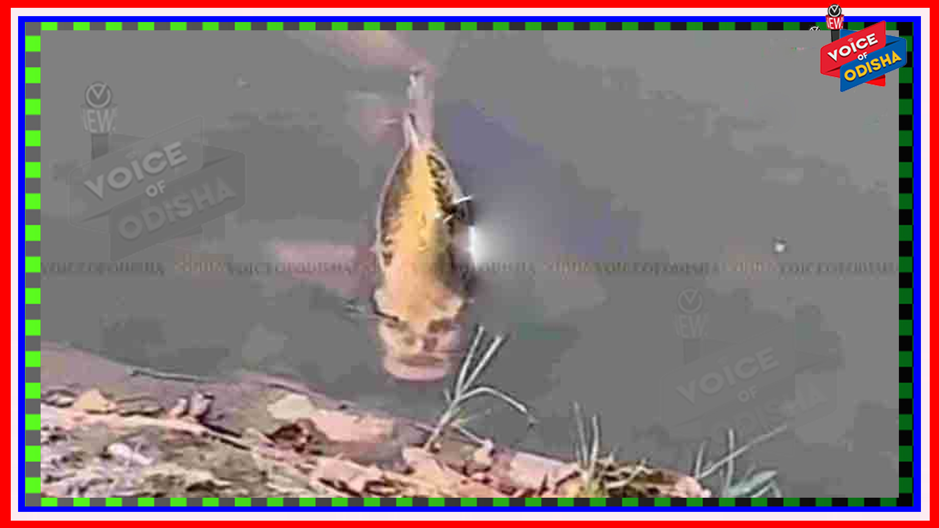 ସୋସିଆଲ ମିଡିଆରେ ଭାଇରାଲ ହେଉଛି ମଣିଷ ମୁହଁ ଥିବା ମାଛ