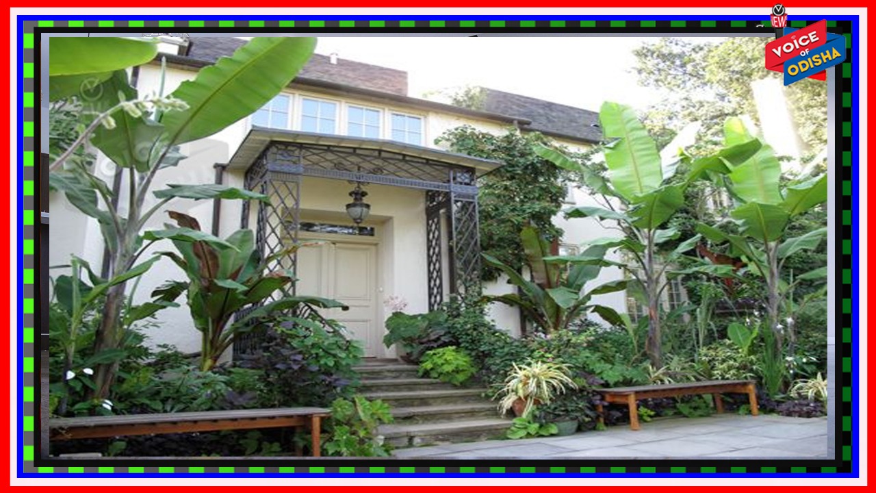 ବୈବାହିକ ସମସ୍ୟା ଦୂର କରେ କଦଳୀ ଗଛ