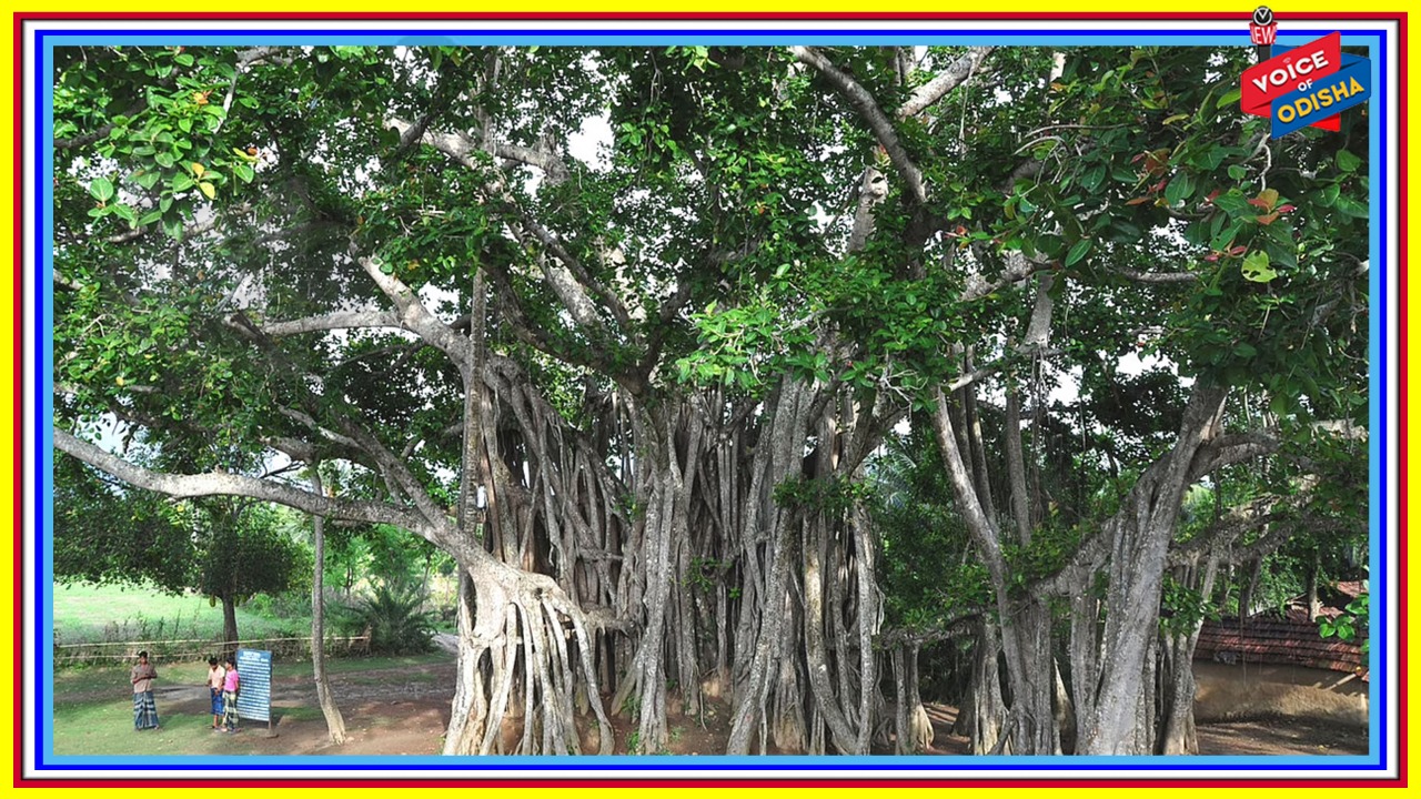 ଏହି ଗଛର କ୍ଷୀର ପିଅନ୍ତୁ, ଦେଖିବେ କେତେ ଫାଇଦା ପାଇବେ