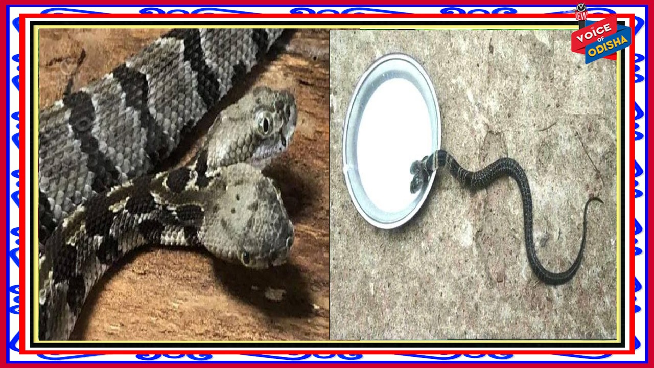 ଦୋମୁହାଁ ସାପକୁ ଦେଖି ଲୋକେ ଭୟଭୀତ, ଚମତ୍କାର କହି ପିଆଇଲେ କ୍ଷୀର