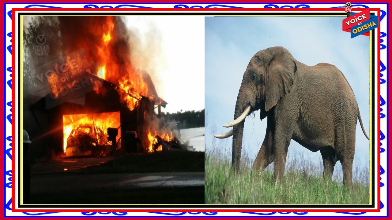 ହାତୀ ପାଇଁ ଘର ଜଳିଗଲା : ବର୍ତିଲେ ପରିବାର