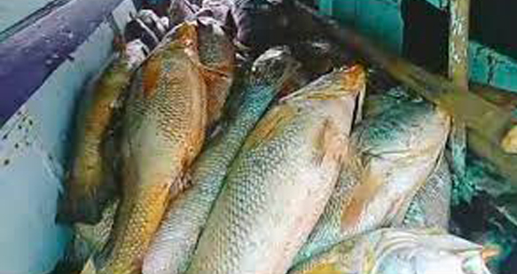 ମାଛ ବିକି କୋଟିପତି, ୧୫୭ ଘୋଲ ମାଛକୁ ୧.୩୩ କୋଟି ଟଙ୍କାରେ ବିକିଲେ