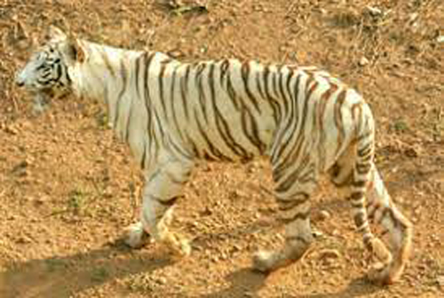 ନନ୍ଦନକାନନ ଜାଲ ଛିଣ୍ଡାଇ ବାଘ ଛୁ...