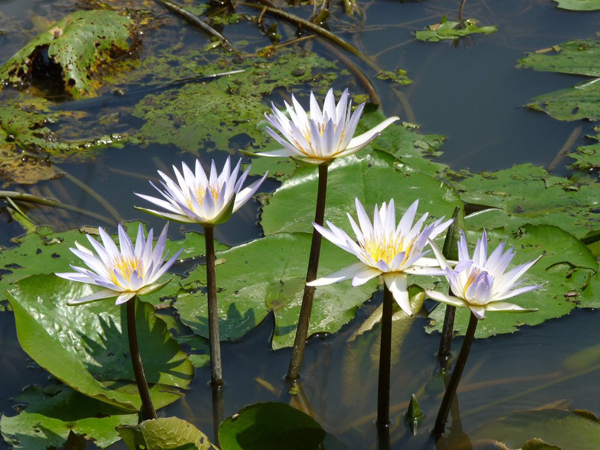 କାଳ ହେଉଛି କଇଁ ତୋଳିବା, ପାଞ୍ଚ ଦିନରେ ଗଲାଣି ୫ ଜୀବନ