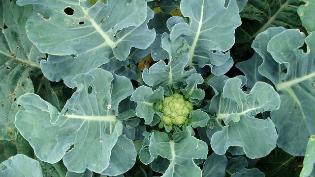 ବ୍ଲାଷ୍ଟର ପୋକ ନଷ୍ଟ କଲେ ଫୁଲକୋବି, ଚାଷୀଙ୍କ ଆତ୍ମହତ୍ୟା