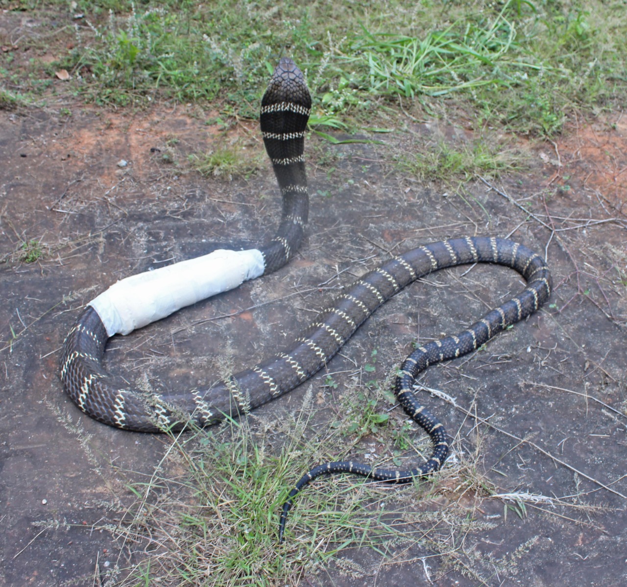 ମାସେ ଚିକିତ୍ସା ପରେ ଅହିରାଜ ଗଲା ଜଙ୍ଗଲ