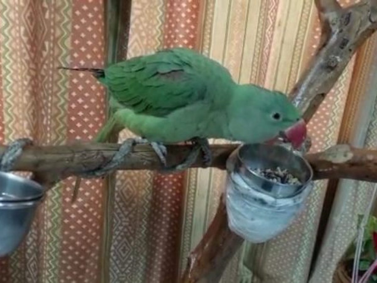 ବନ ବିଭାଗ ପଞ୍ଜୁରୀରେ କୋକୋ ବନ୍ଦୀ!