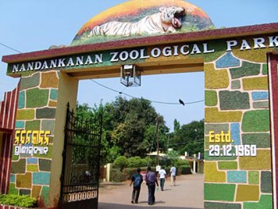 ନନ୍ଦନକାନନରେ ପଶିଲେ ଜଙ୍ଗଲୀ ହାତୀ