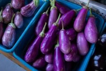 କଞ୍ଚା ବାଇଗଣ ଖାଇଲେ ସାଂସଦ