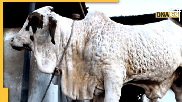 ଲମ୍ପି ପଞ୍ଝାରେ ଗୋରୁ ଗାଈ,  ପ୍ରାଣୀ ସମ୍ପଦ ବିଭାଗର ସତର୍କ ସୂଚନା ଜାରି