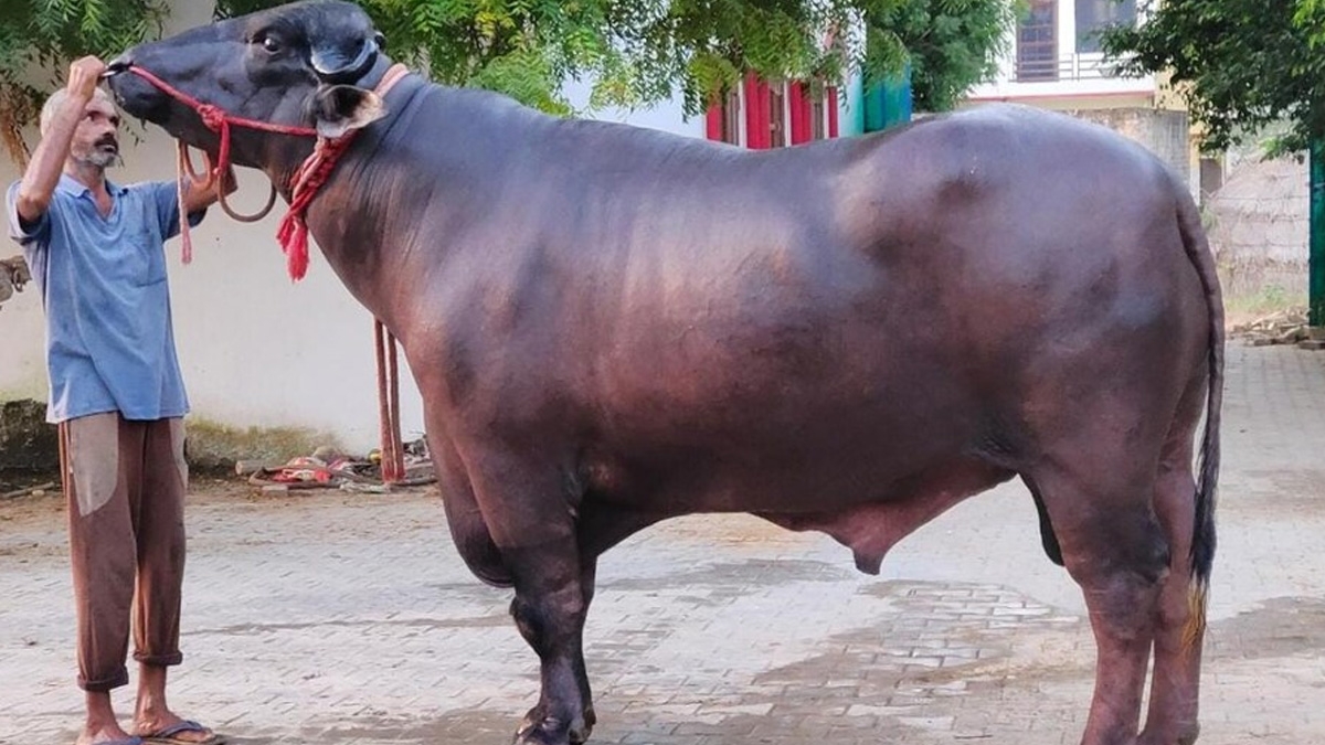 ମଇଁଷିର ଦାମ ୧୦ କୋଟି !