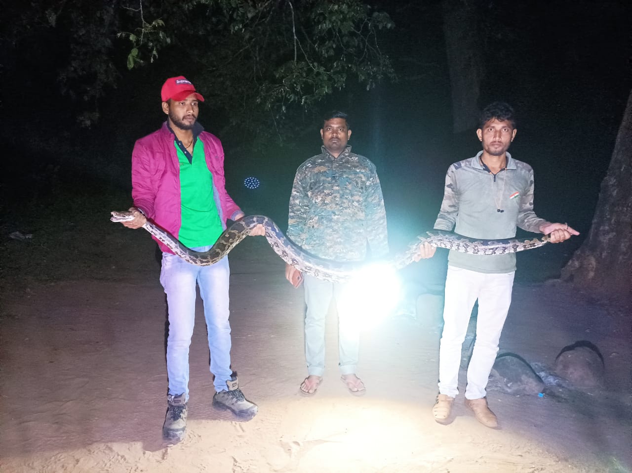 ଉଦ୍ଧାର ହଲା ଏକ ବିଶାଳ ଅଜଗର