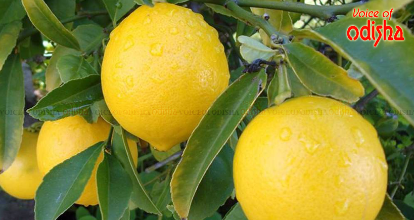 ଘର ଚମକାଇବ ଖଟା ଫଳ