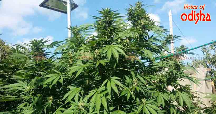 ଗଞ୍ଜେଇ ଚାଷକୁ ମିଳିବନି ଅନୁମତି