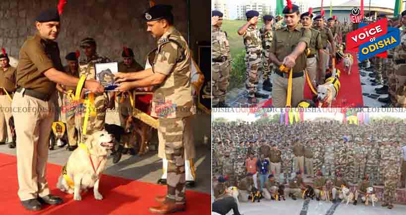 କୁକୁର ହୋଇ ଜନ୍ମ, ସୈନିକ ଭାବେ ଅବସର