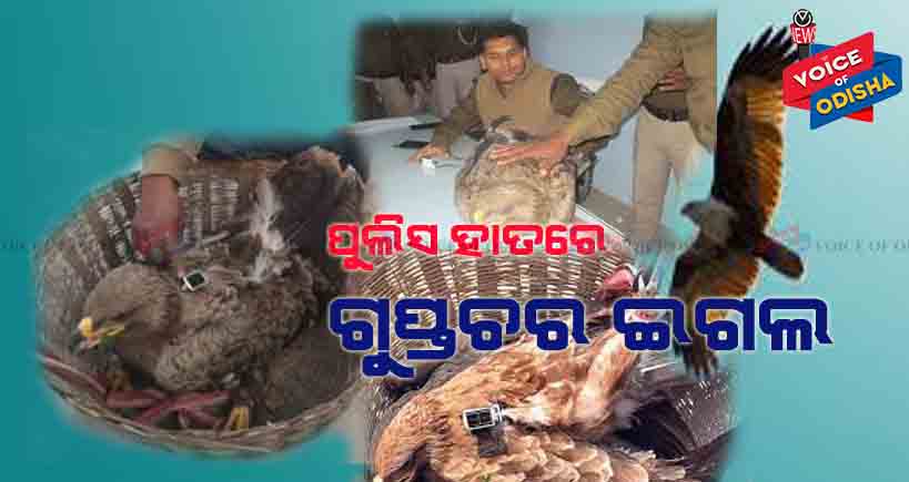 ପୁଲିସ ହାତରେ ଧରାପଡ଼ିଲା ଗୁପ୍ତଚର ଇଗଲ୍ !