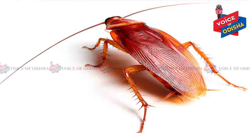 ଅସରପା ଘରୁ ଦୂରେଇବାର ଉପାୟ