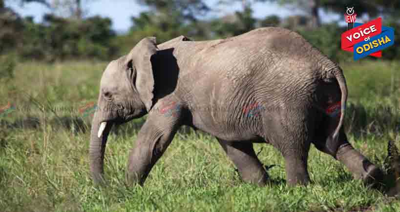 ସୈାଚ ପାଇଁ ଯାଇଥିବା ବେଳେ ହାତୀ ଦଳିଦେଲା