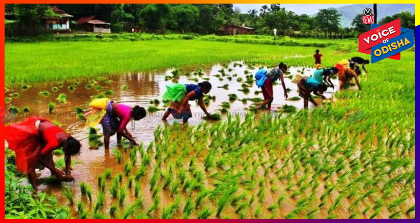 ଖାଦ୍ୟଶସ୍ୟ ଉତ୍ପାଦନ ପାଇଁ ପ୍ରଶଂସାପତ୍ର, ପ୍ରଧାନମନ୍ତ୍ରୀଙ୍କଠାରୁ ପୁରସ୍କାର ଗ୍ରହଣ କଲା ଓଡ଼ିଶା