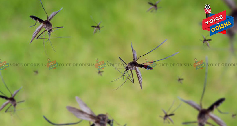 ମାଈ ମଶା ମୁଣ୍ଡ ଉପରେ ଉଡ଼େ କାହିଁକି ? କେବେ ଭାବିଛନ୍ତି!