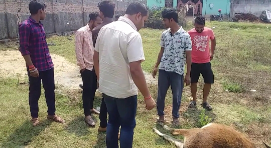  ତୁଷୁରା ପ୍ରାଣୀ ଚିକିତ୍ସ।ଳୟର ଅଜବ ନୀତି, ପ୍ରାଣୀ ଚିକିତ୍ସ।ଅଧିକାରୀ ବଦଳରେ କାମ କରୁଛନ୍ତି କ୍ୱାକ 