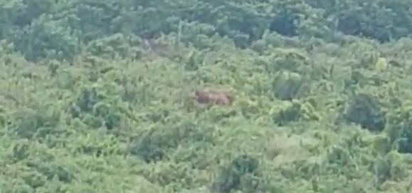 ଭୁବନେଶ୍ବର ଶିଖରଚଣ୍ଡୀରେ ହାତୀ ଆତଙ୍କ ।