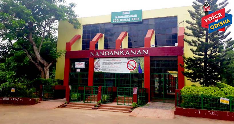 ନନ୍ଦନକାନନରେ ଗୋଲ୍ଡେନ୍‌ ପିଜାଣ୍ଟ ମୃତ