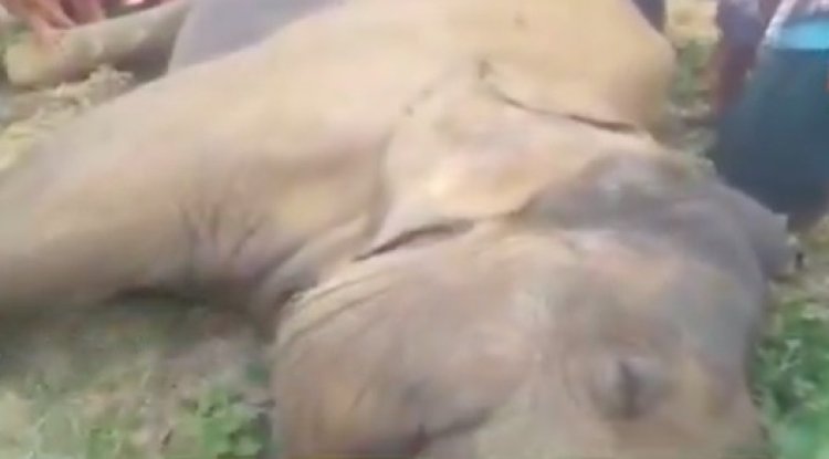 Another elephant found dead in Odisha