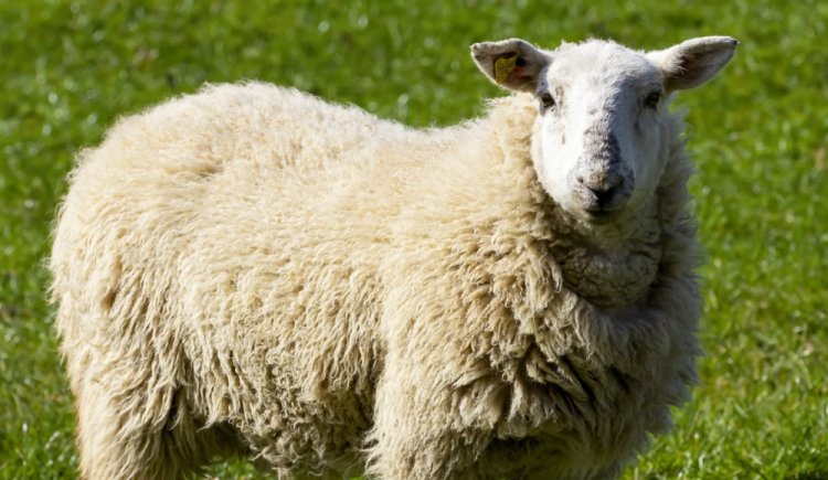 Mysterious killing Of Sheep Reported From Niali